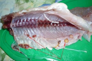 В Пензенскую область завезли астраханскую рыбу со смертельно опасными червями