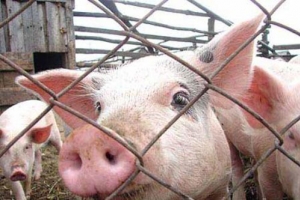 Африканской чумы свиней в Астрахани нет