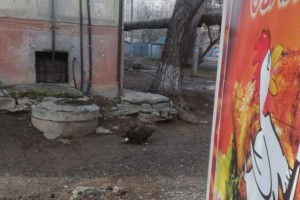 В Астрахани к ларьку с «курами-гриль на вынос» прилетел орёл
