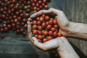 Дачный сезон: помидоры “построим” по росту