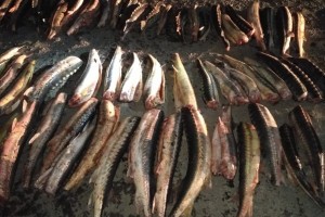 В Астраханской области уничтожат 352 килограмма рыбы, пойманной браконьером
