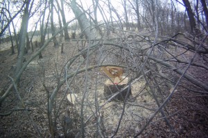В Астраханской области неизвестные вырубили вязы и ясени на 600 тысяч рублей