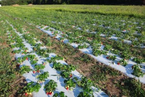 Астраханские аграрии увеличивают производство садовой земляники