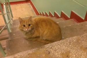 В Астраханской области кошка стала предметом массовой драки