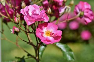 Зачем прививают розы на шиповнике: прислушаются ли цветоводы к покупателям?