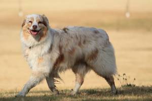 Проделки собак, облюбовавших клубнику, нервируют астраханских дачников