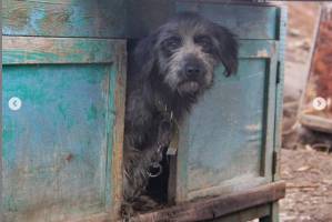Астраханского бездомного пса с невероятно грустными глазами забрали жить в Германию