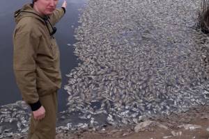 Массовая гибель рыбы зафиксирована в Астраханской области