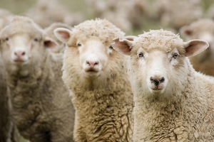 В Астраханской области задержано 170 овец без документов