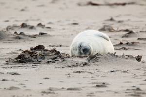 В Каспийском море задержали байду со шкурами краснокнижных тюленей