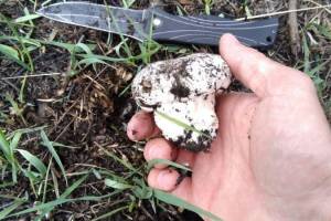 В Астрахани после затяжных дождей неожиданно начался грибной сезон