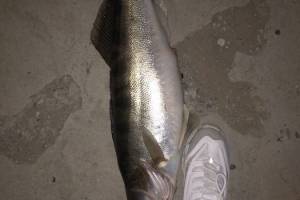 Рыбак поймал зачетного судака на городской набережной в Астрахани