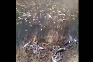 В астраханских соцсетях выложили видеоролик, на котором берег усеян мертвой рыбой