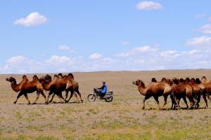 Под Астраханью пройдет масштабная выставка племенных животных и верблюжьи бега