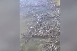 Астраханские рыбаки сняли на видео огромную пробку из воблы