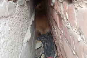 Астраханец спас собачку, которая шесть дней провела в каменном плену
