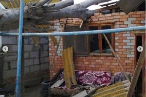 Под Астраханью мощное дерево проломило забор и крышу дома