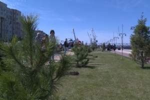 На новом участке Петровской набережной в Астрахани высадили сосны