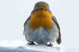 Астраханский орнитолог показал, как птицы возвращаются с зимовок на кораблях