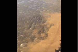 Огромные стада рыбы мечутся у берегов в Астраханской области