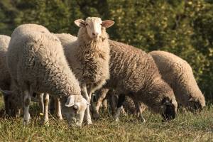 В Астраханской области подозрительных овец из Калмыкии поставили на карантин