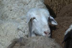 В Астраханской области задержали крупную партию опасных овец
