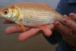 В Астрахани поймали необычную рыбу золотого цвета
