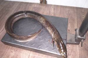 В Астраханской области поймали очень редкую рыбу внушительных размеров