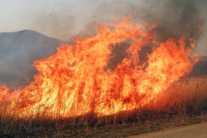 Александр Маркелов предложил поджигателей сухой растительности увольнять с работы