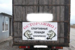 Перевозчик не смог вывезти из Астраханской области спортивных скакунов