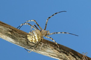 Ядовитых пауков можно встретить во всех астраханских квартирах