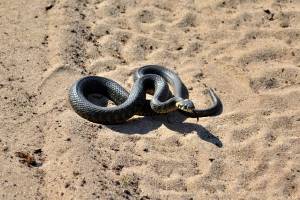 Змеи пугают астраханцев: что делать, если вас укусили