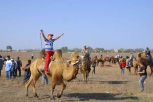 В Астраханской области состоятся бега на верблюдах
