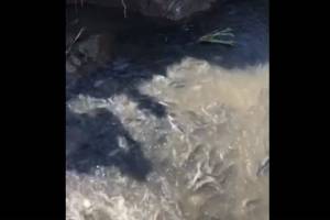В Астраханской области сняли безысходное видео о рыбе