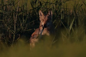 Астраханский фотограф осудил поступок охотников, застреливших волчицу