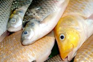 100 кг рыбы уничтожили астраханские продавцы