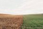 В Астраханской области 39 гектаров земель сельхозназначения продадут с торгов