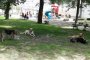 В Астрахани свора бродячих псов облюбовала парк