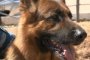 В Астраханской области служебные собаки раскрывают преступления