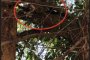 Брошенные кошка с котенком пытались спастись от расправы на дереве, но попали в новую ловушку