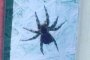 В Астрахани запечатлели огромного паука, от которого кровь стынет в жилах