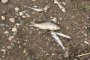 Эксперты КаспНИРХа назвали возможные причины гибели рыбы в низовьях Волги