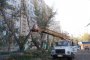 На каких улицах в Астрахани опилят деревья. Ищите свой адрес в графике