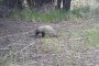 В Астраханском заповеднике в объектив фотоловушки попали щенки енотовидной собаки