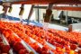 Завод томатной пасты уже начал переработку продукции