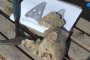 Уникальная находка: в Астраханской области обнаружили череп жившей сотни миллионов лет назад рептилии