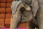 На манеже астраханского цирка отпраздновали День слона