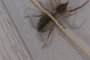 В Астрахани паукообразный гигант с щупальцами сразился с котом