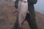 В Астраханской области выловили трофейную рыбу, которая едва не оставила ловца без снасти