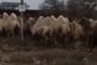 Без комментариев: в Астрахани верблюдов выпустили на пастбища
